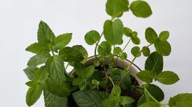 薄荷