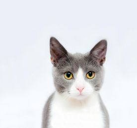 萌萌的猫咪