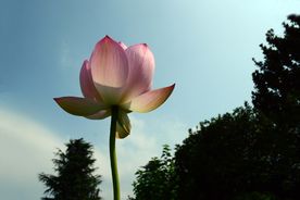 神哲学院盛开的荷花