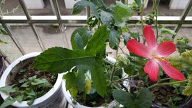 红花马宁