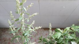 艾草花 蕲艾花