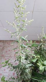 蕲艾花 艾叶