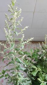 蕲艾花 艾草花