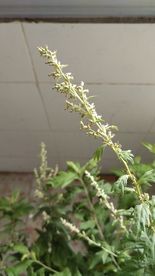 艾草 蕲艾花