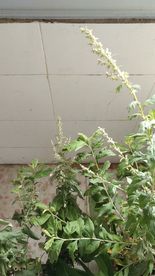 艾草花 蕲艾花