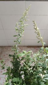 艾草 蕲艾花
