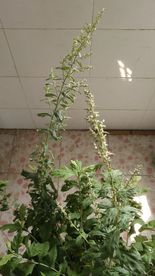 艾叶花 蕲艾花