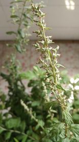 蕲艾花