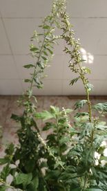 蕲艾花