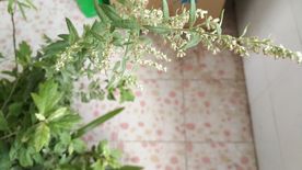 蕲艾花
