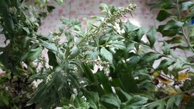 蕲艾花