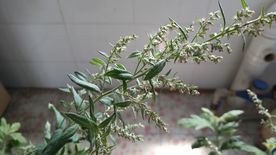 艾叶花 蕲艾花