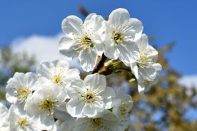 白色樱花