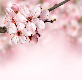 美丽的樱花