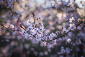 樱花树