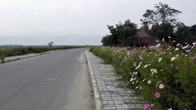 多彩多姿的路边美景