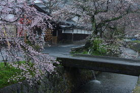 日本樱花