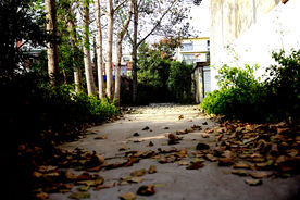 地上落叶