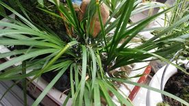 石菖蒲