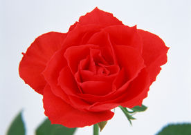 玫瑰花