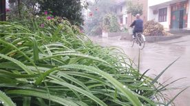 路边的绿色花卉