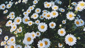 花丛