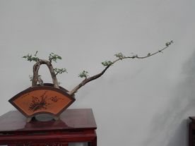 盆景