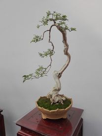 盆景