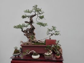 盆景