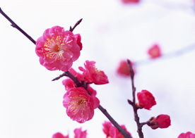 红梅