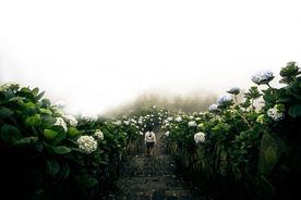 美丽的牡丹花