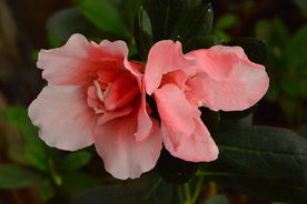 杜鹃花