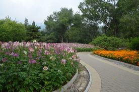 植物园风景