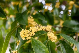 金桂桂花