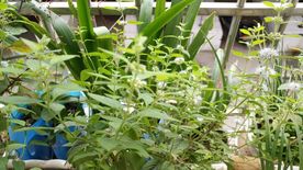 薄荷