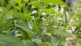 薄荷花