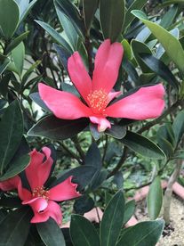 花群