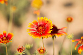 小花太阳花