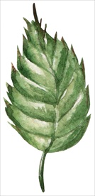水彩叶子