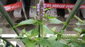 藿香花