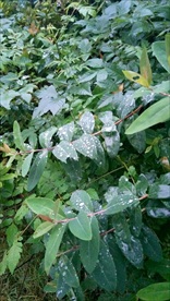 雨后的露珠树叶