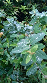 雨后的树叶