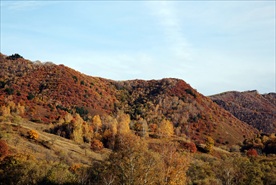 坝上草原秋天白桦林风光