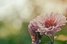 美丽的菊花