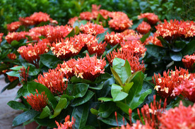 龙船花