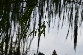 柳