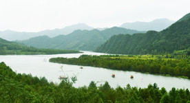 红杉林飘舟