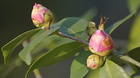 茶花