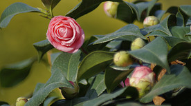 茶花