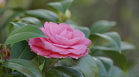 茶花